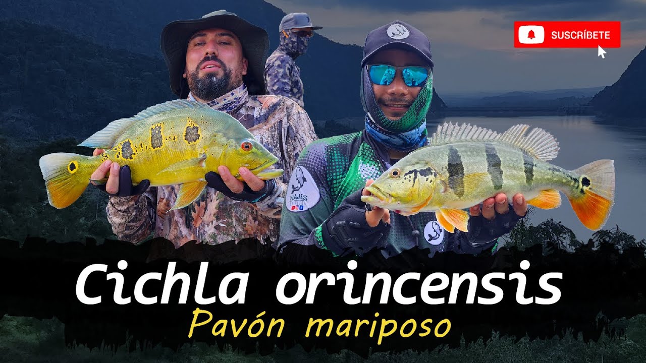 Pesca de pavón en colombia