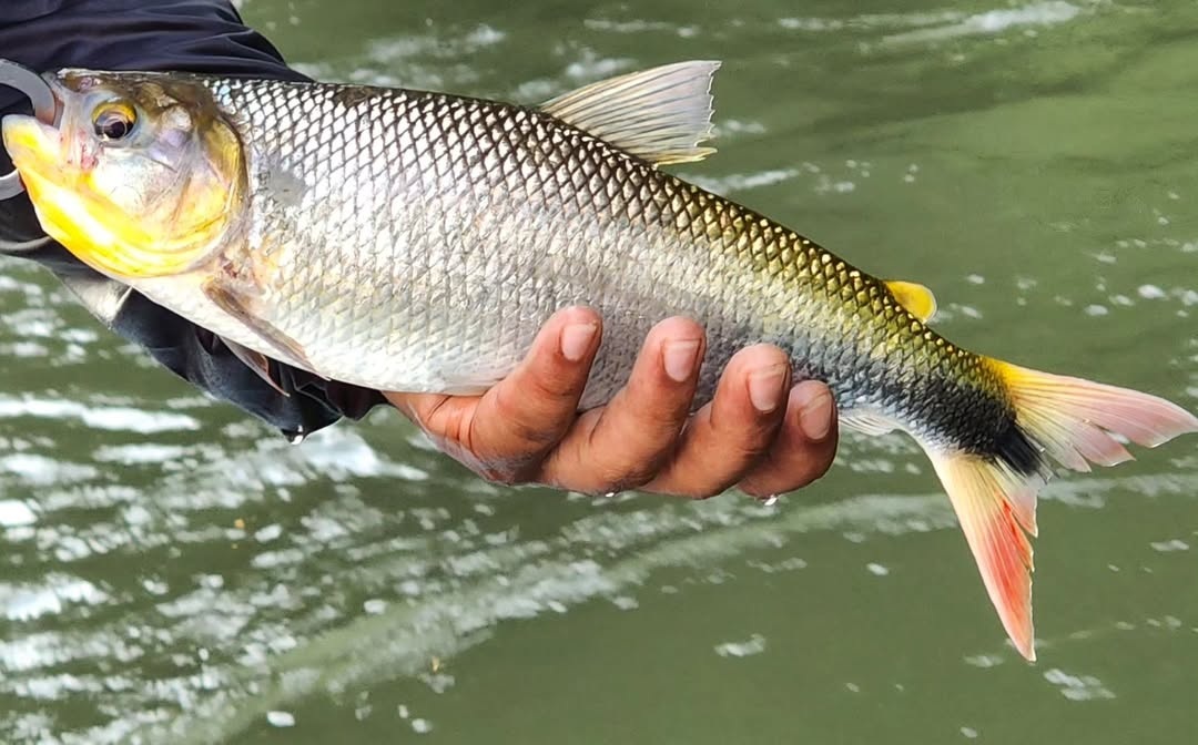 Pesca de dorada